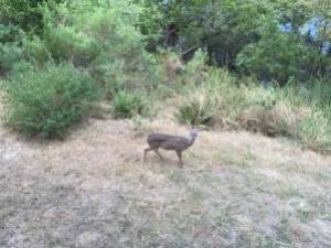 Picture of a doe in Texas
